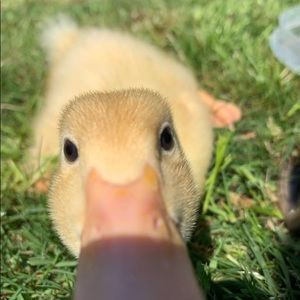 Meet your Posher, Savannah